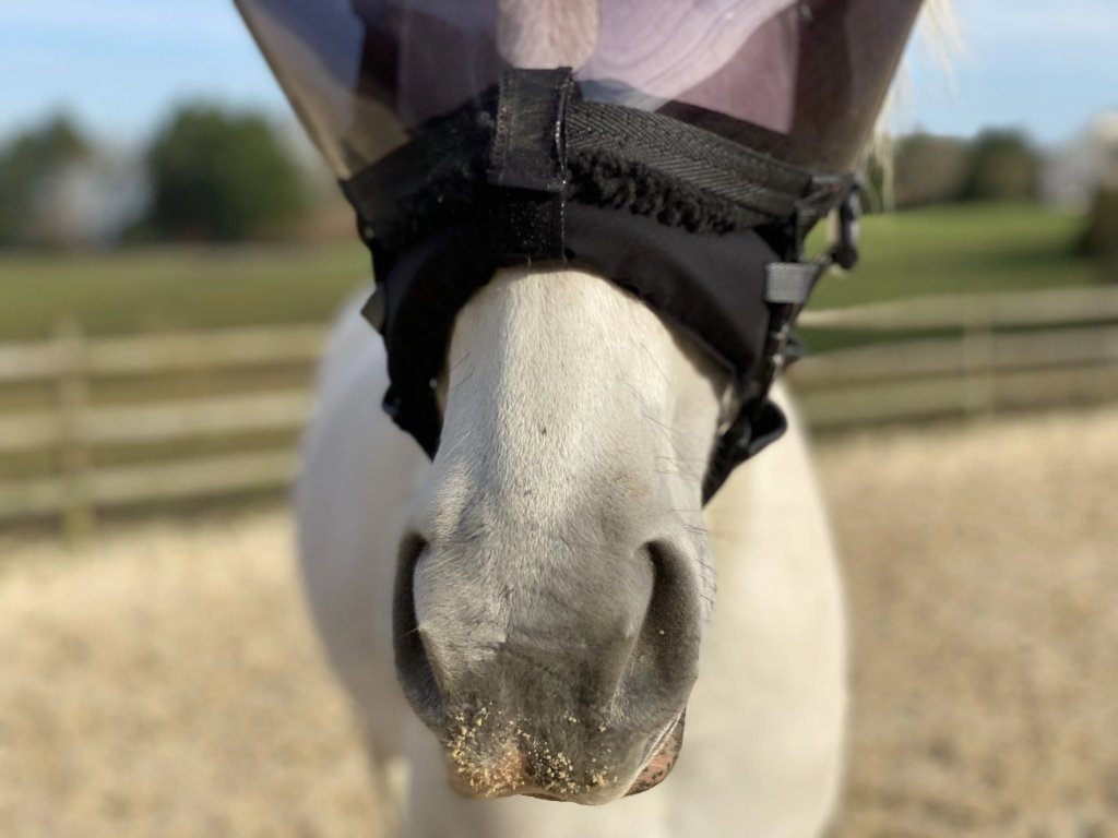 Equivizor oogmasker voor paarden tijdens herstel -  donker PVC met UV-bescherming - Equidiva