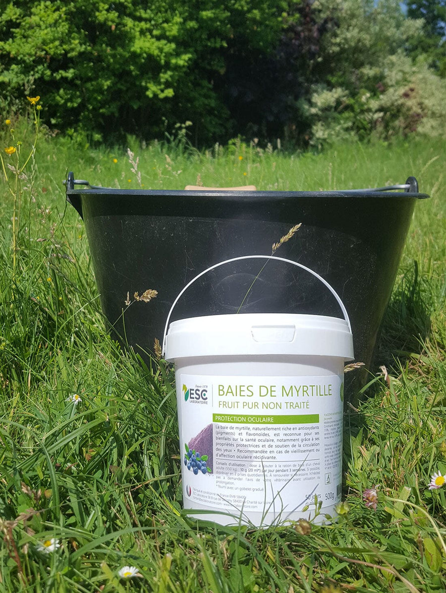 Baies de myrtille - Fruits purs non traités