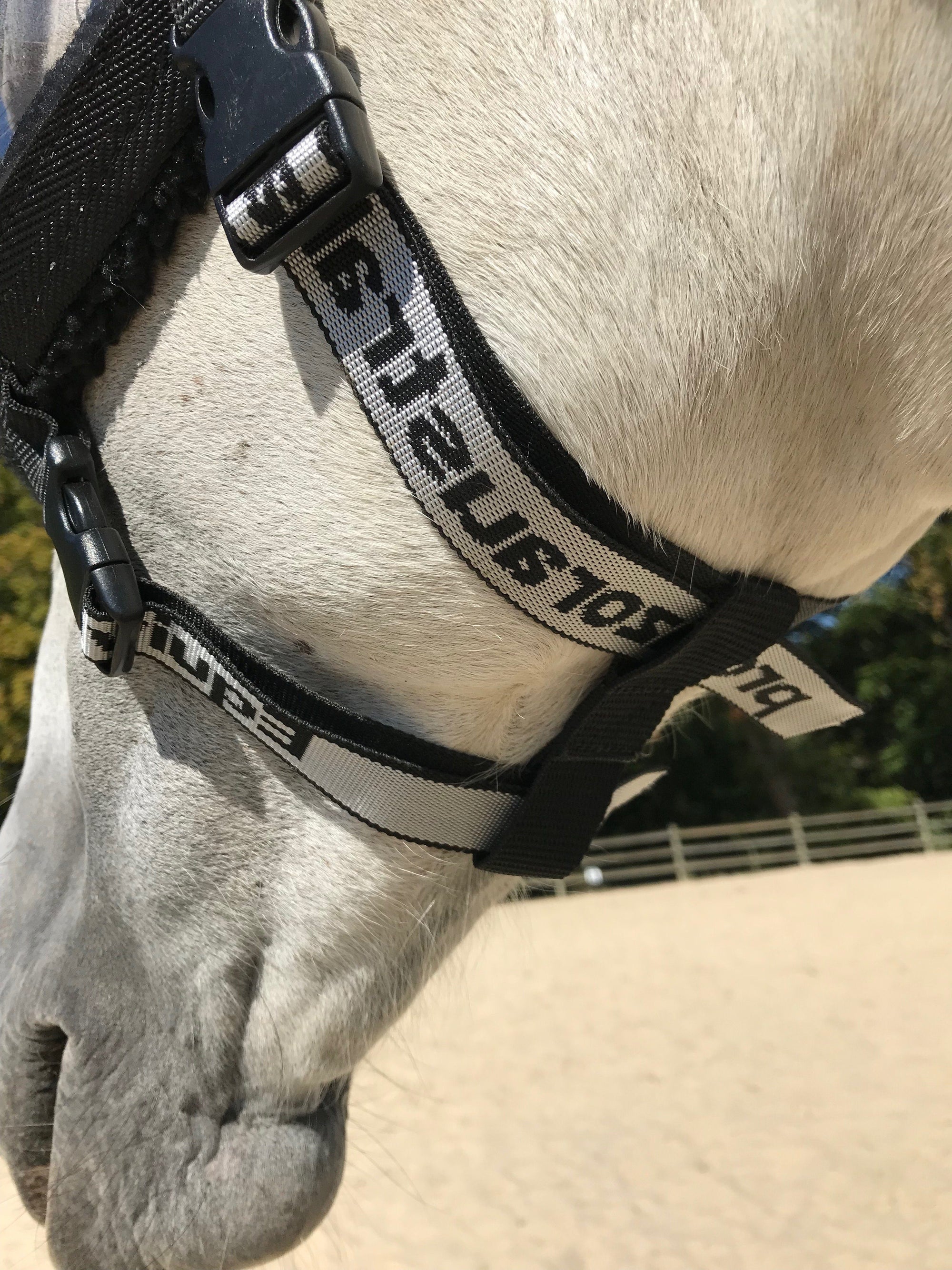 Masque de convalescence ophtalmologique Equivizor pour cheval -  PVC transparent anti-UV - Equidiva