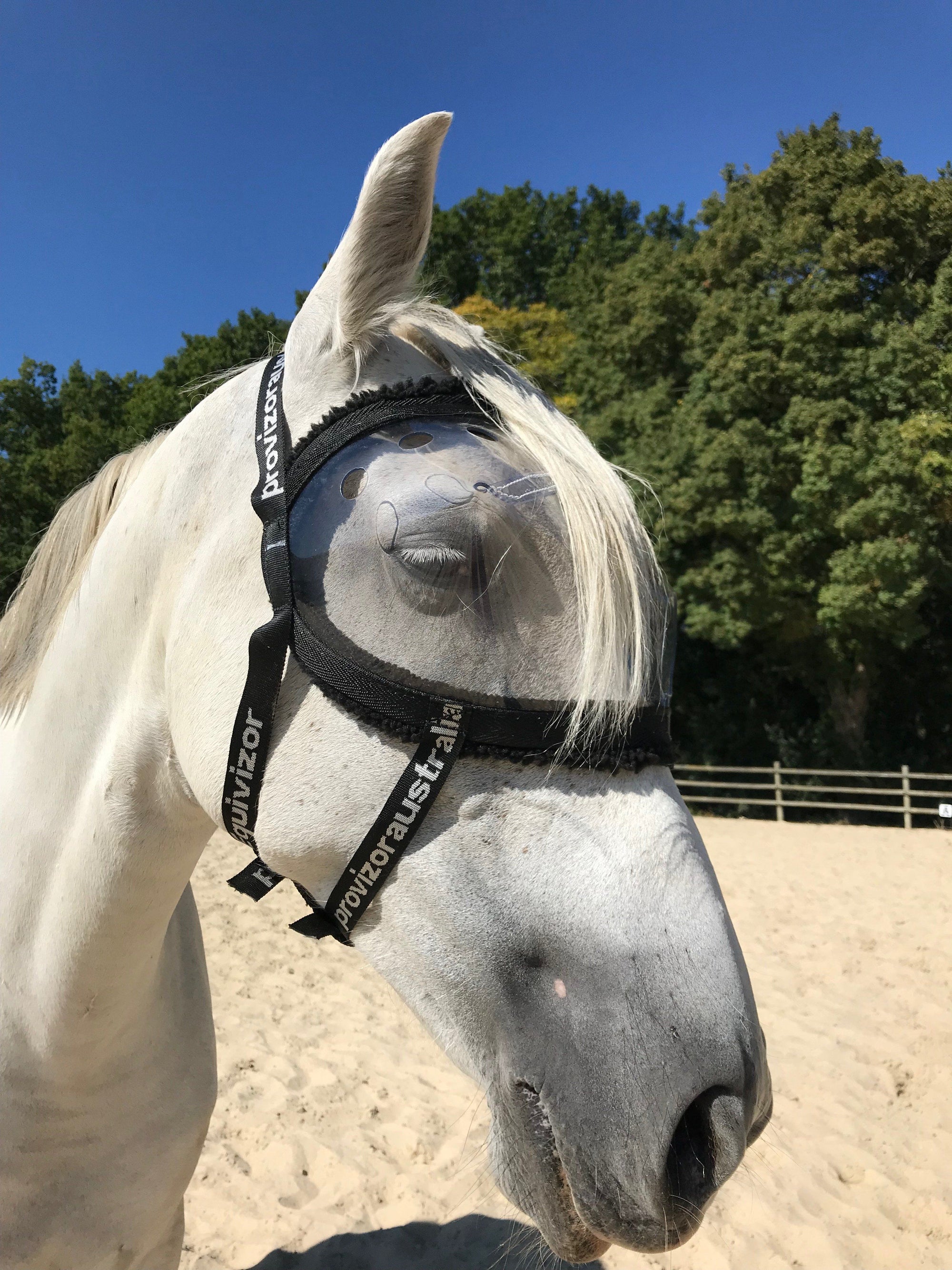 Masque de convalescence ophtalmologique Equivizor pour cheval -  PVC transparent anti-UV - Equidiva