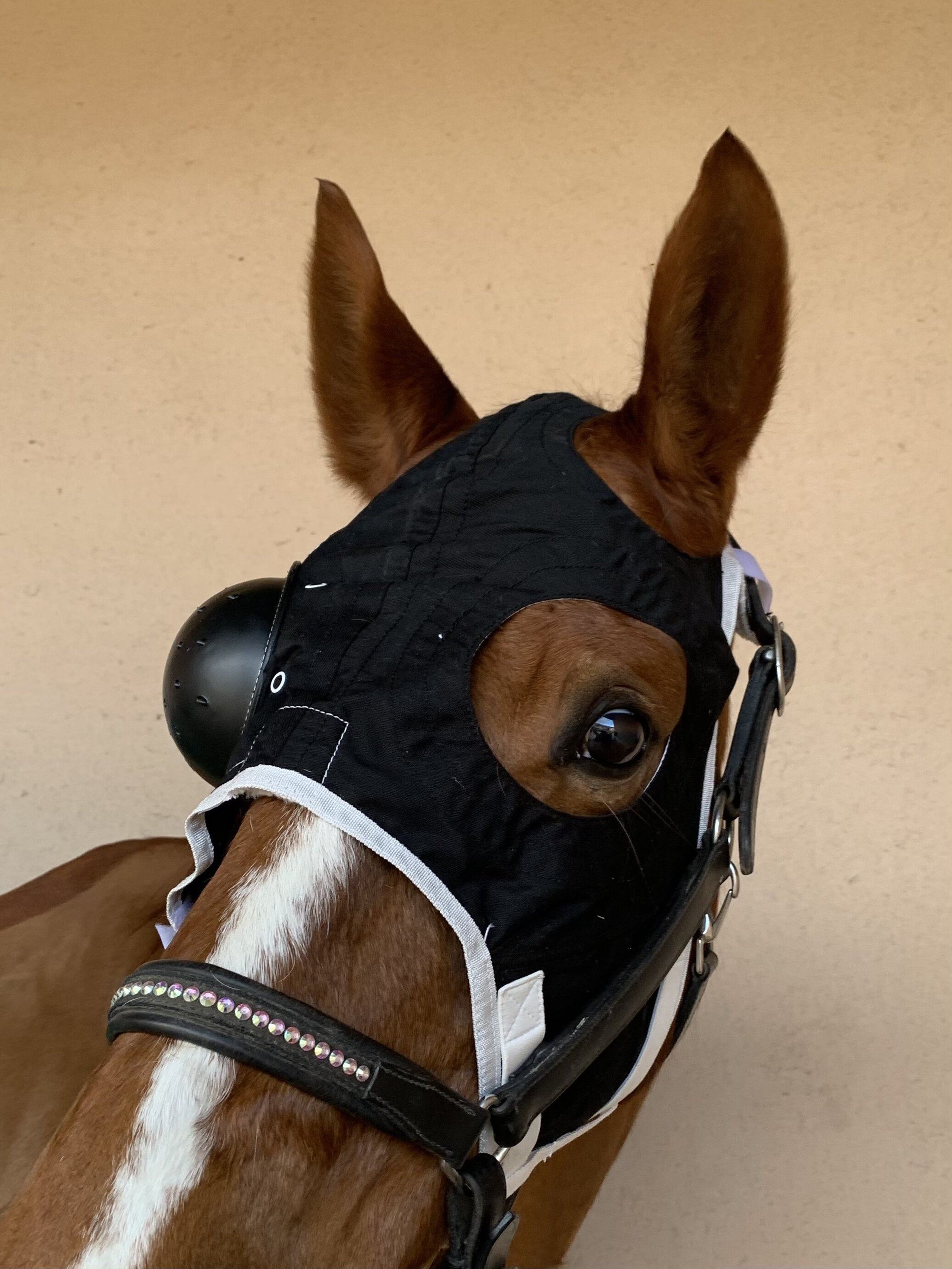 Pack Léger Equivizor avec cache-oreilles + masque Equivet