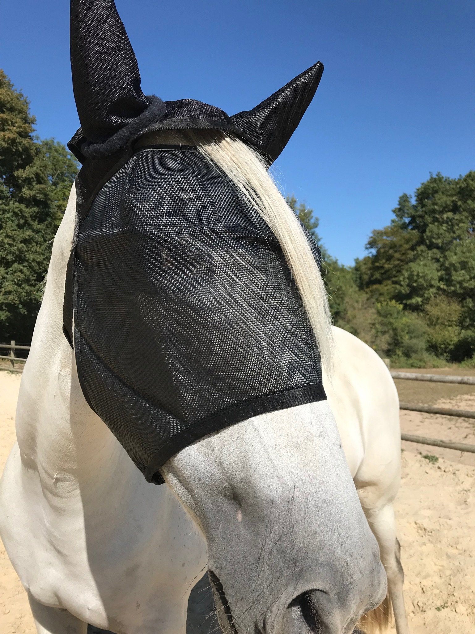 Pack Premium equidiva + Léger Equivizor avec cache-oreilles